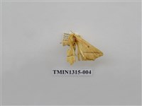 藏品(尺蠖蛾科)的圖片